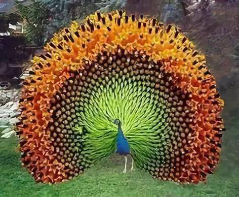 夕阳下仙鹤展翅,这个瞬间如同仙境啊像