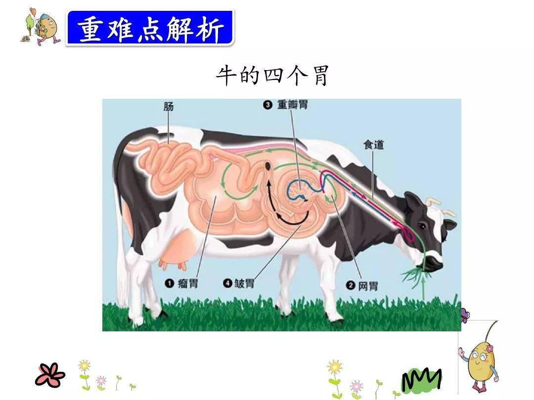 部编三年级语文上册第10课在牛肚子里旅行精讲