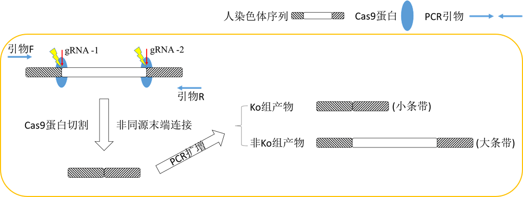 实验室常用质粒载体的构建思路