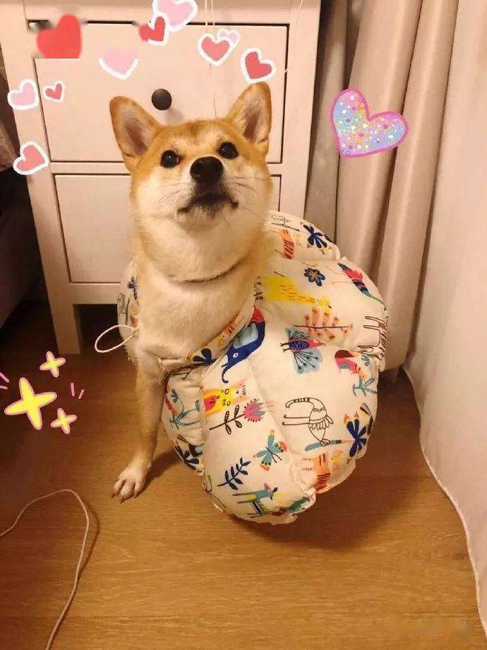 柴犬摇尾巴是什么意思呢