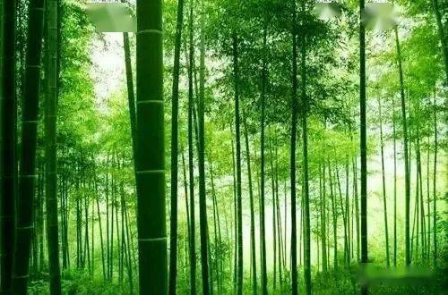 越过唐宋年华,恍似那一阙阙竹词清韵,而属于清幽的