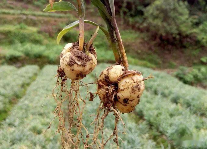 分析浙贝母低价还能走多远