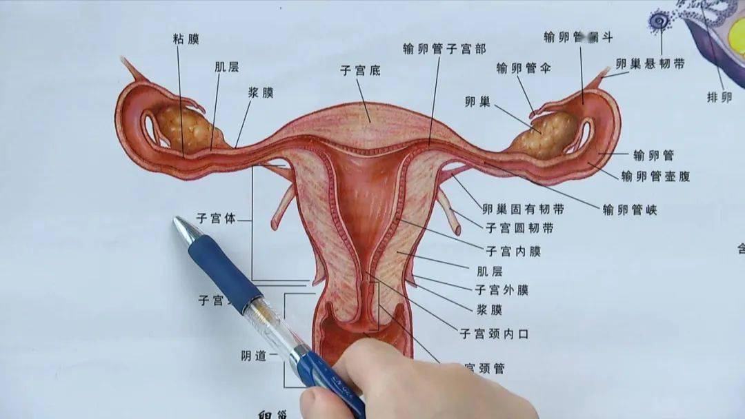 输卵管组织结构示意图图片