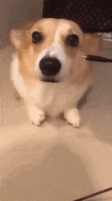 搞笑动态趣图gif宿舍里来了一个大妈