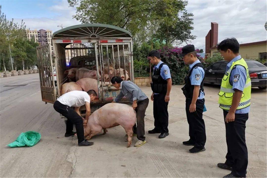 玉溪江川:"二师兄"落单逛马路 民警赶猪找主人