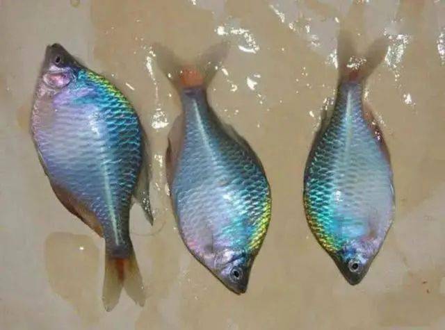 雄屎光皮鱼的体色非常靓丽,主要有红,绿,蓝,金,银白这几种颜色,雌鱼和