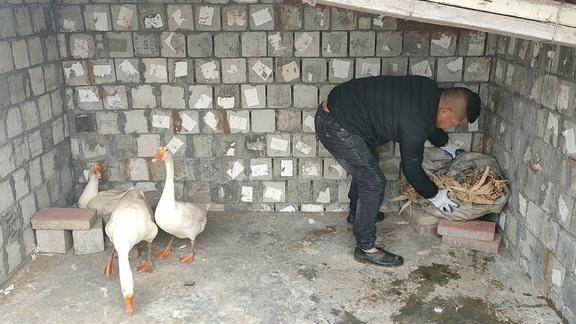 小尚家大白鹅落窝,再孵化10只鹅蛋,小尚调侃媳妇 人也在落窝