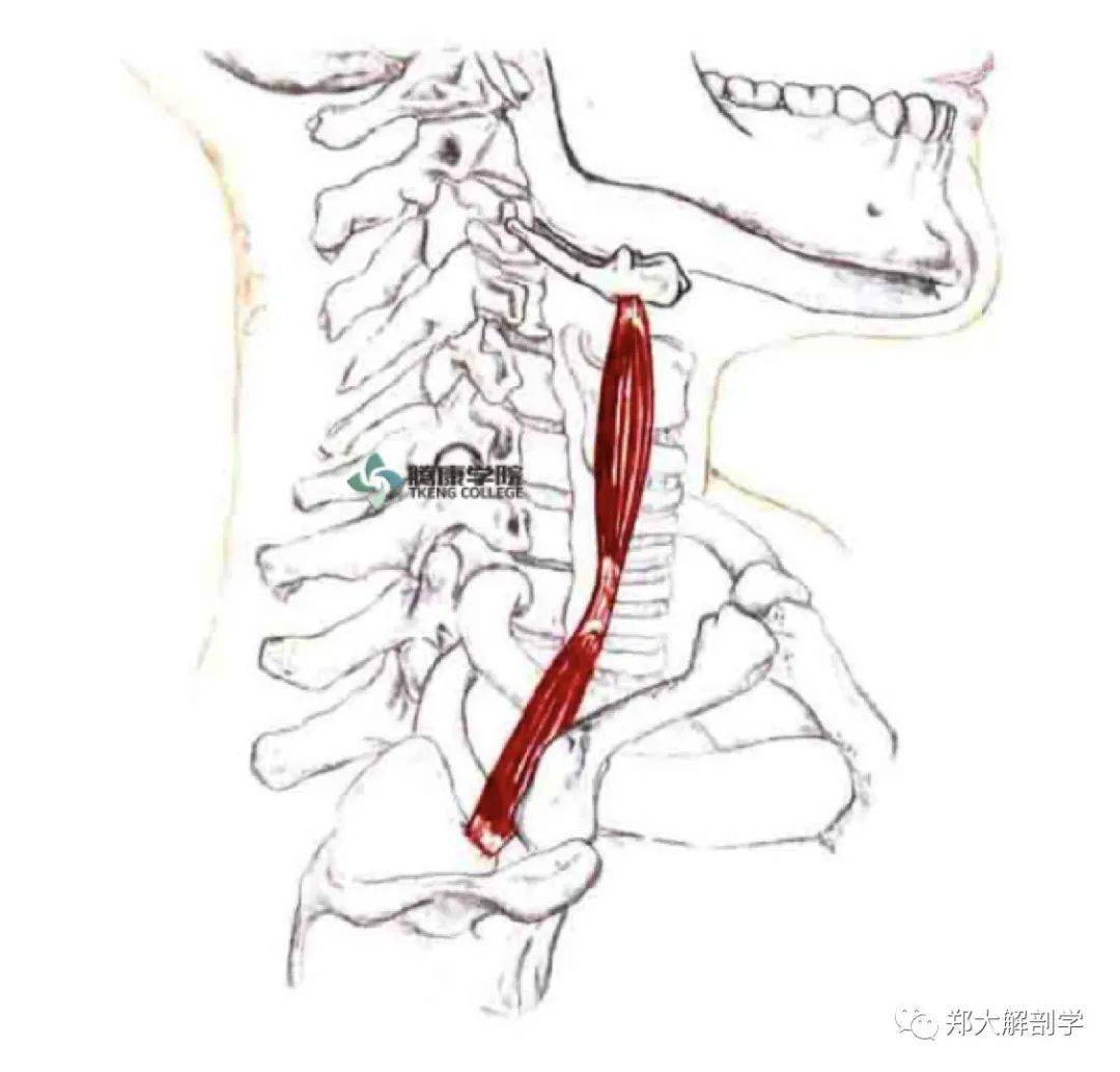 肩胛舌骨肌中间腱图片