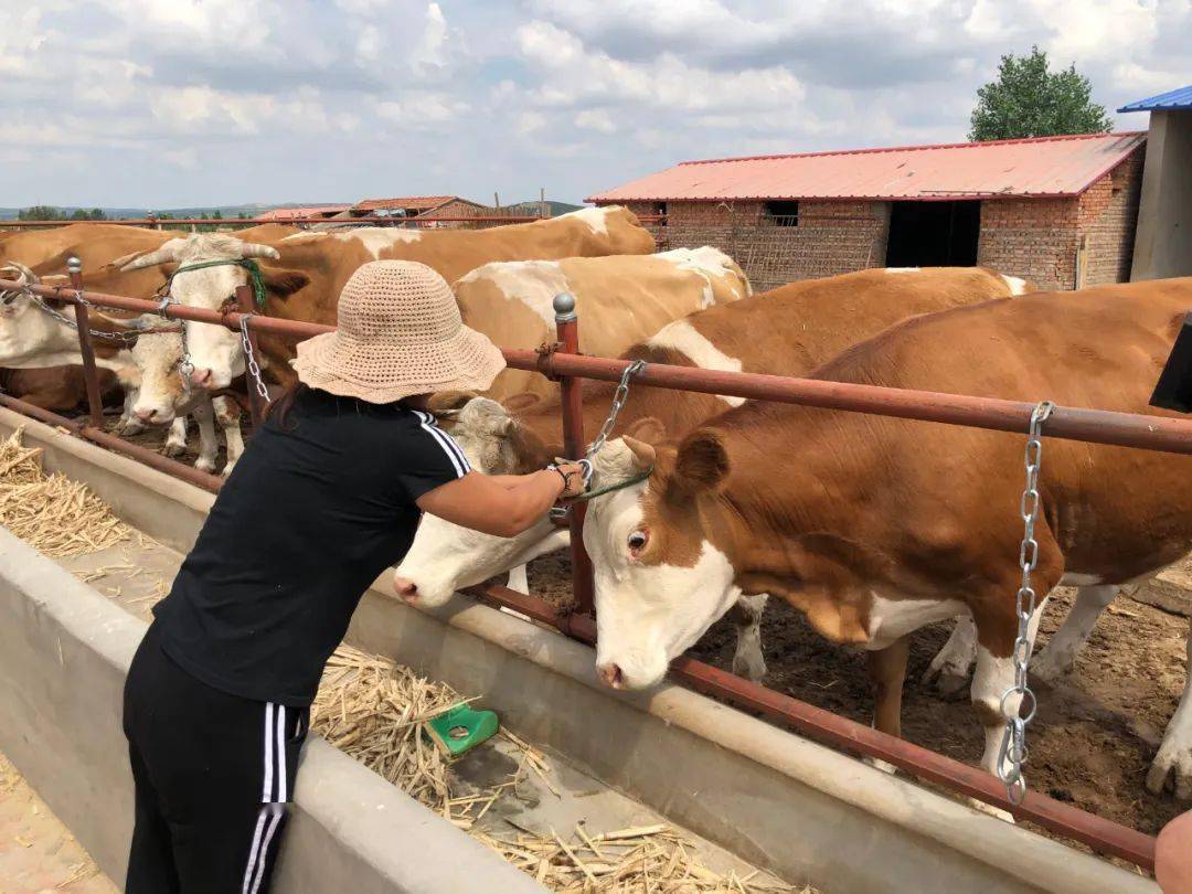 走向我们的小康生活英格妇字号养殖大户的致富经