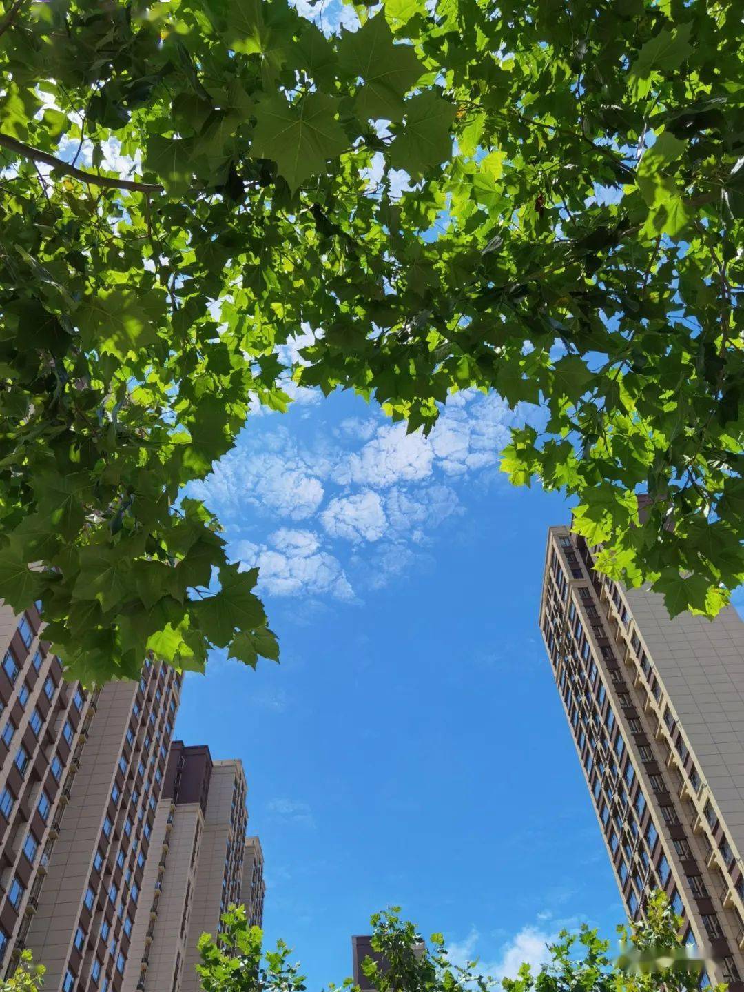 天空晴朗,万物可爱,这样的日照我爱了!