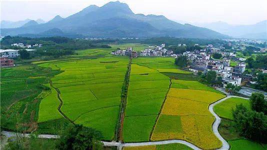 馳名七拱米撒稻成公園黃埔產業助力陽山火崗村走上致富路