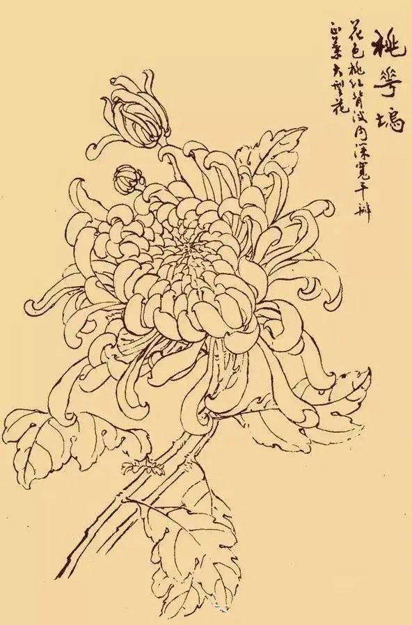 这么美的白描菊花忍不住要分享给你