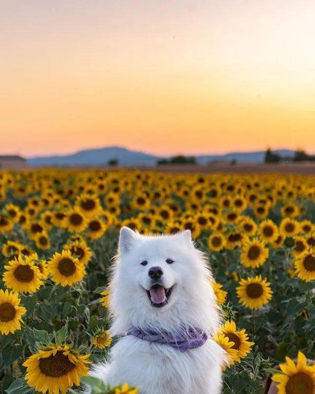 遛狗途径一片向日葵田,萨摩看见后