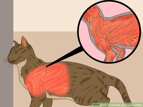 埃及猫有一些肌肉,虽然它不应该影响到猫整体平衡的外观.
