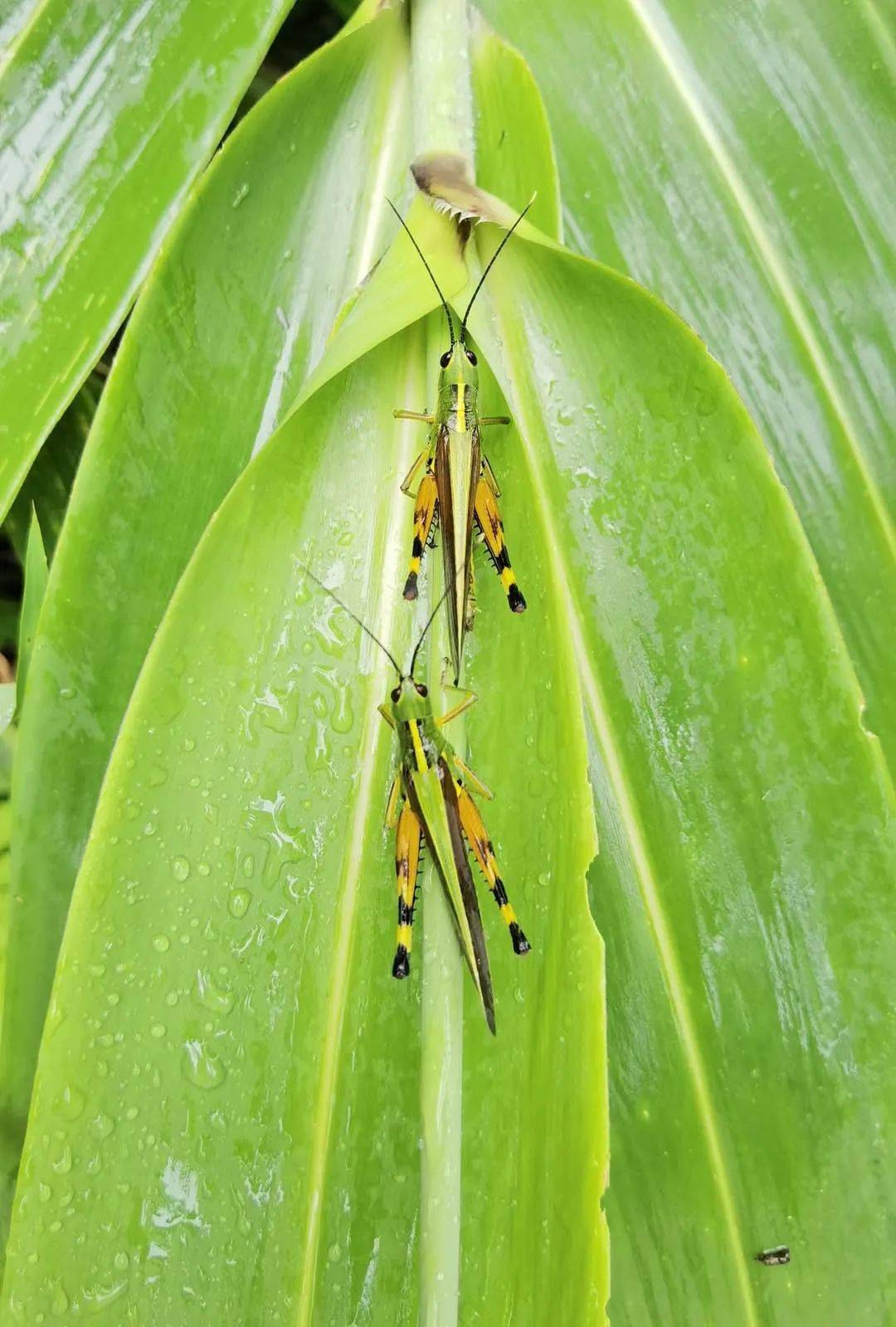 据介绍,黄脊竹蝗简称"竹蝗,与沙漠蝗和飞蝗等远距离迁飞蝗虫不同