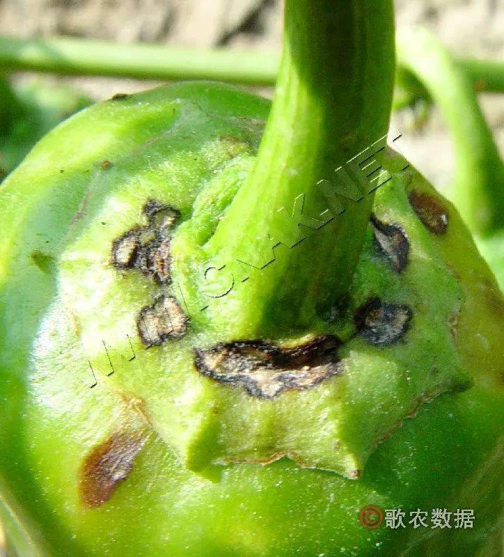 辣椒炭疽病发生的原因及防治方法_病原菌