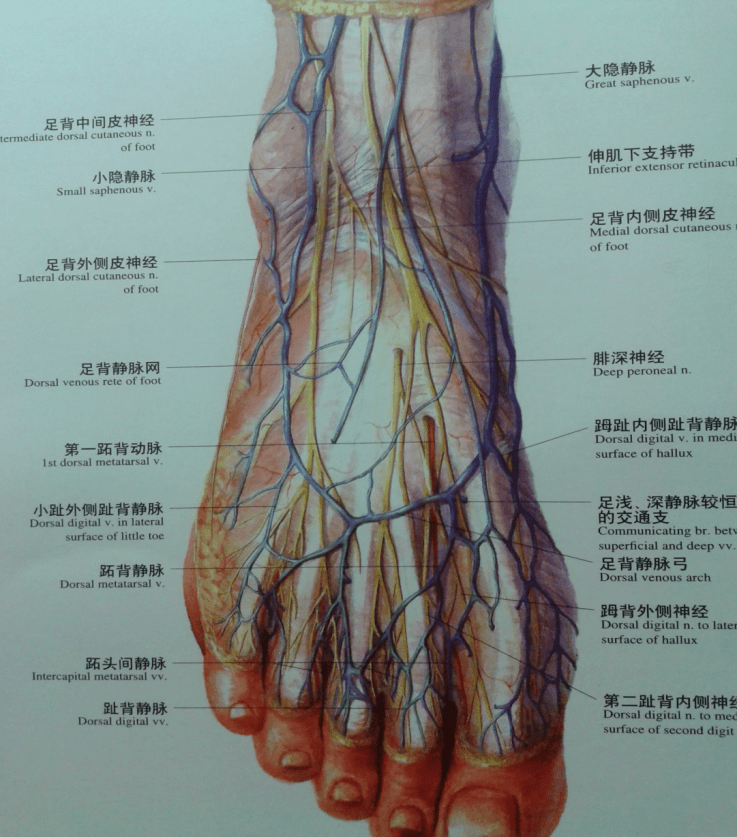 足背肌肉解剖图图片