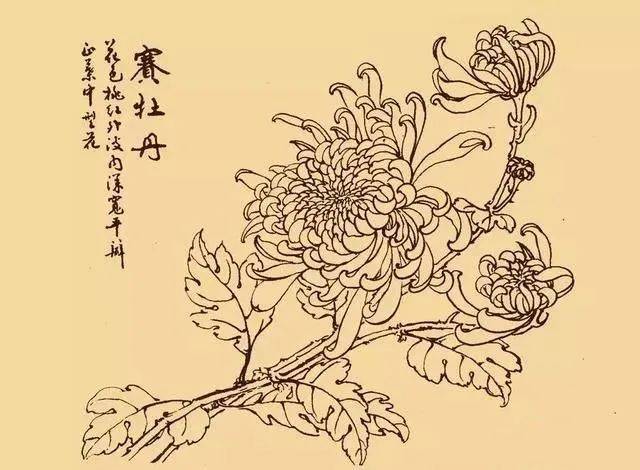 這麼美的白描菊花忍不住要分享給你