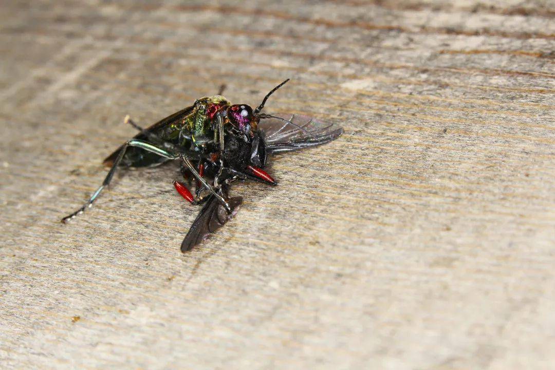 叶蜂捕食毛蚊中午回到第一天的酒店用餐下午,赶到楼观台森林公园,入住