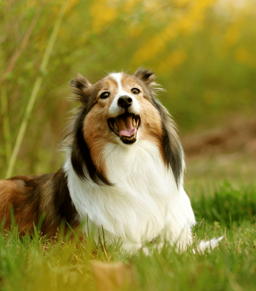 via宝榛的动物园儿ww