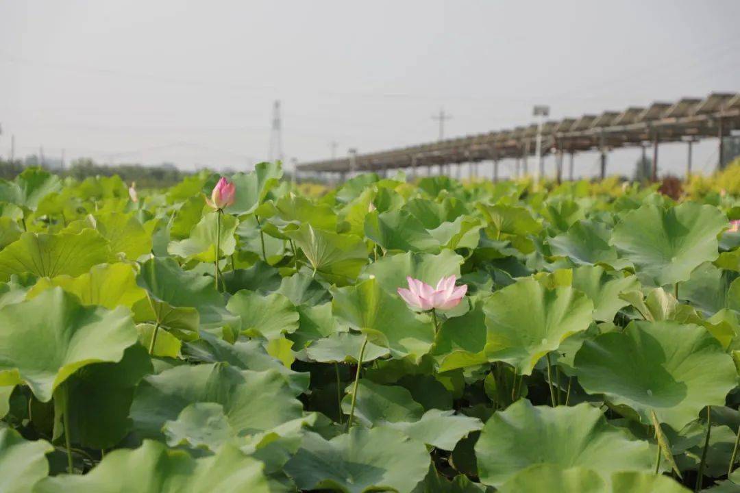 看广宗美丽乡村入画来