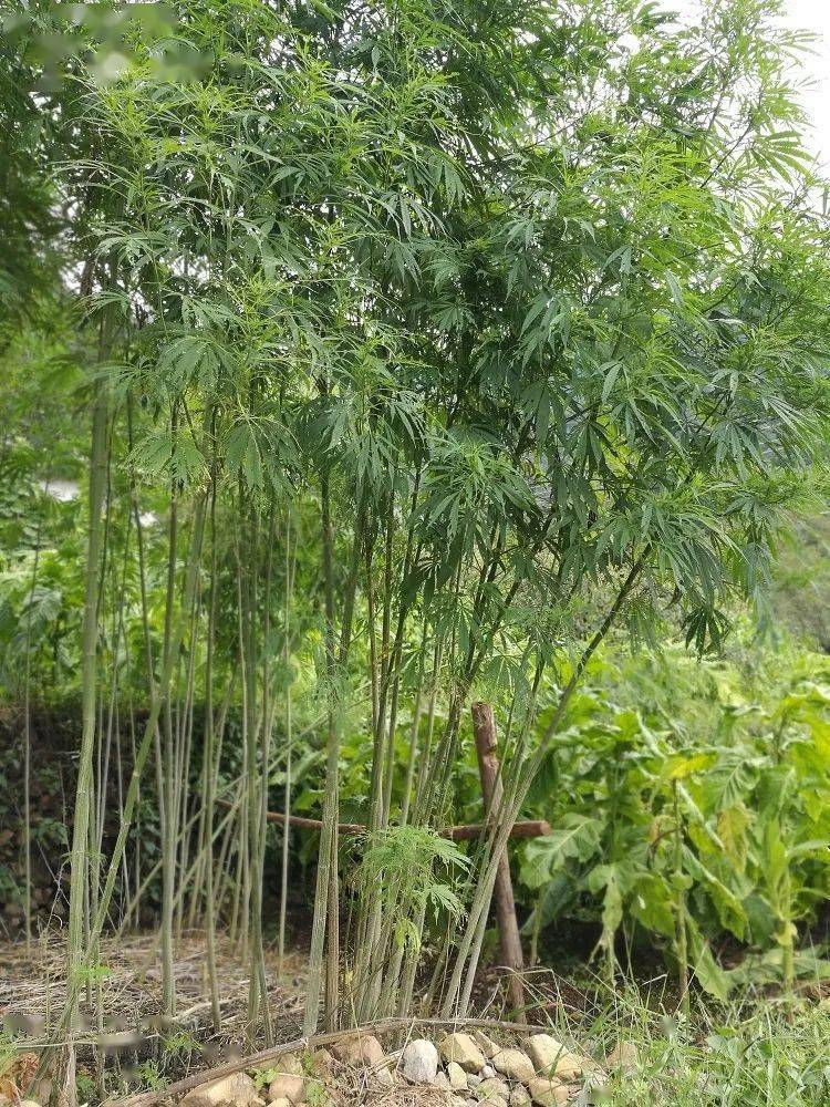 火草布的主要原料有火草绒线和麻线.