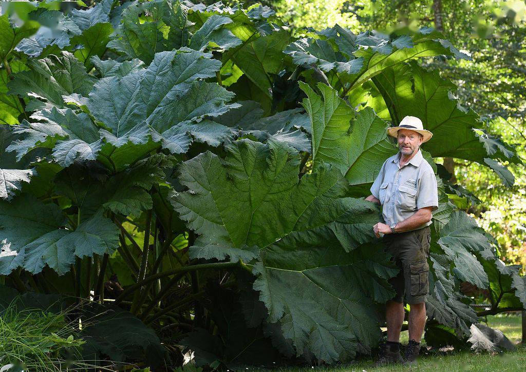 英国大叶蚁塔2米多长巨型叶片超吸睛树前留影秒变小矮人