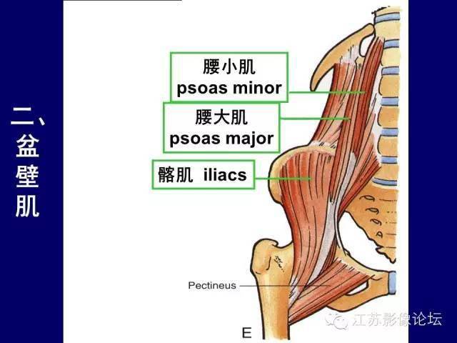 男性盆部断层解剖图谱