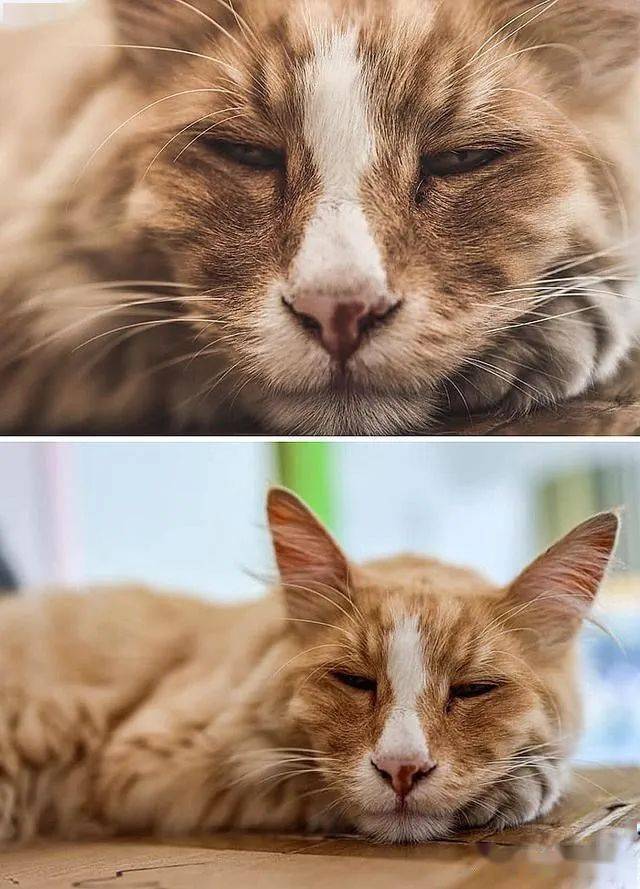 这只渣猫用自己的魅力撩了一个城市的人