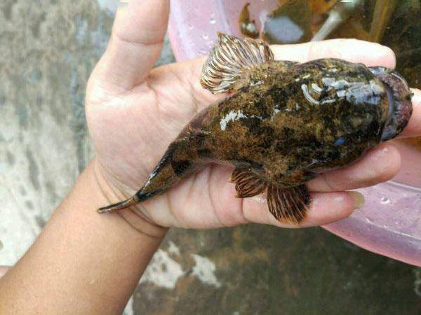 此鱼看上去呆头呆脑,喜欢在浑水里,但是肉却挺好吃