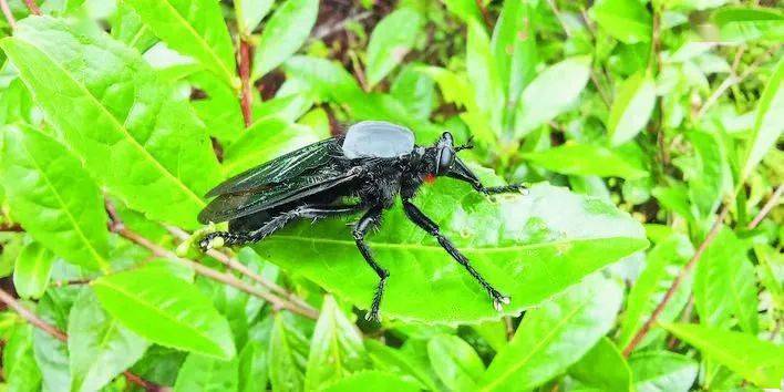来自安徽大学的韩德民教授 在黄山发现了安徽省最大蝇类:大琉璃食虫虻