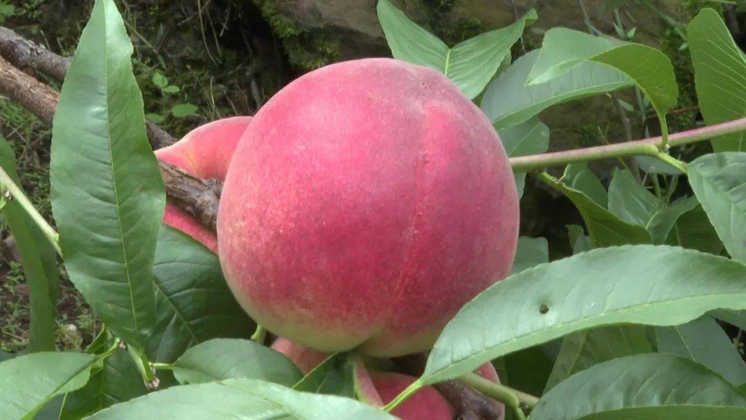 甜到心里去汉源县九襄镇桃源村2000亩白凤桃等你来摘