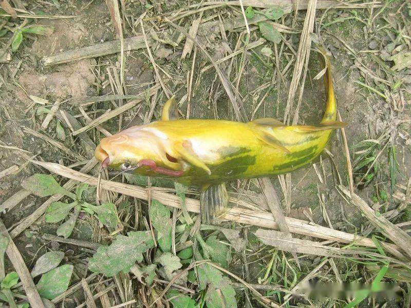 盛夏夜钓黄辣丁的技巧