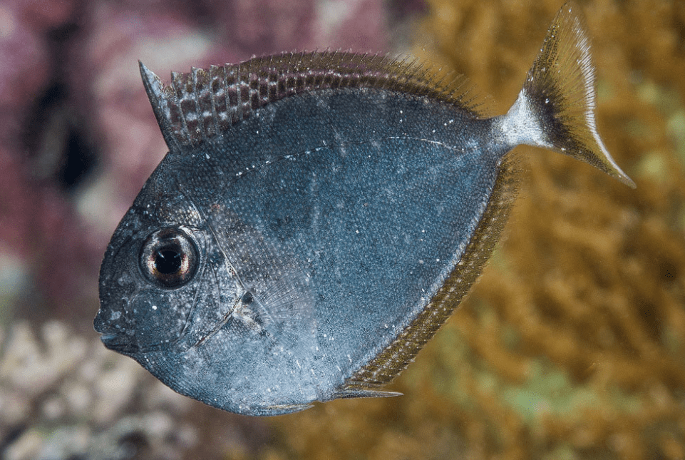 物种图册美丽鼻鱼