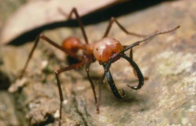 地球防卫军蚂蚁图片