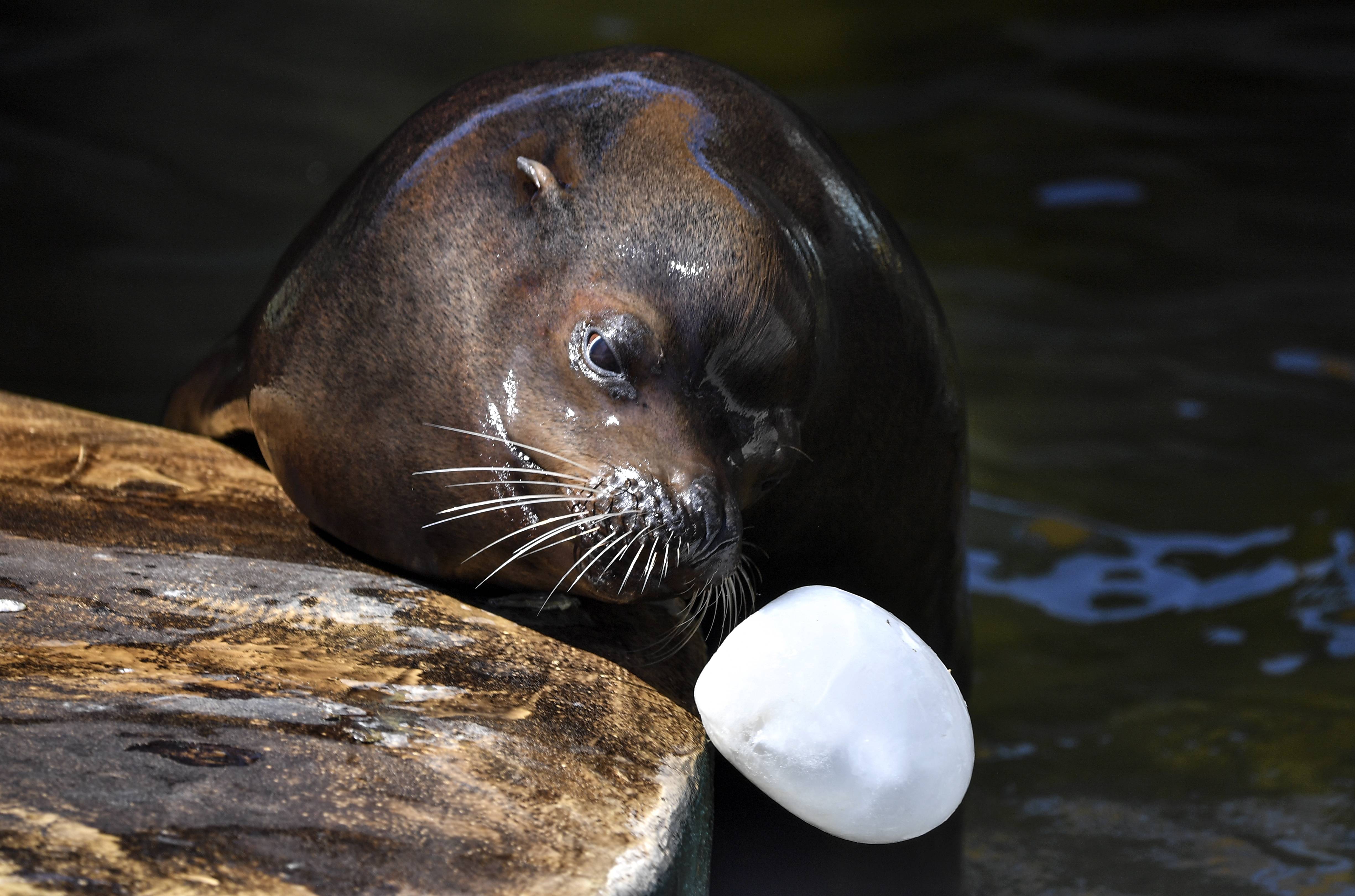 7月30日,在北马其顿斯科普里动物园,一只海狮在吃冰冻食物.