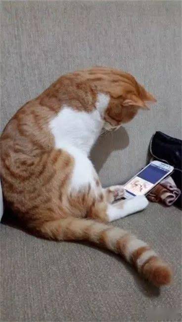 橘猫低头看着手机里的影片,一脸淡淡的哀伤,而且还久久都没有移开屏幕