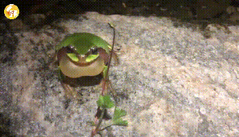 彩虹青蛙gif图片