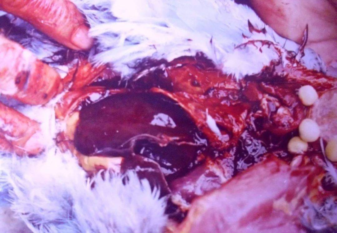 震惊鸽界的沙门氏菌攻坚战,99%的高手都在用!