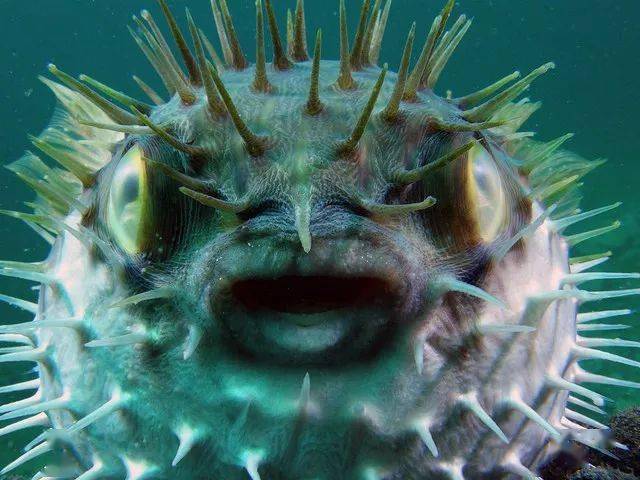 海洋中的不高兴一生气就炸刺