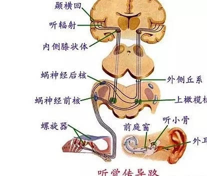 听觉中枢传导通路图图片