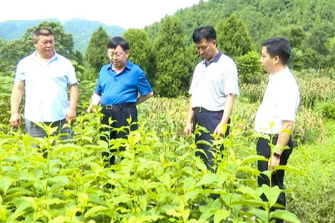 范元平到播州区调研中药材产业发展工作
