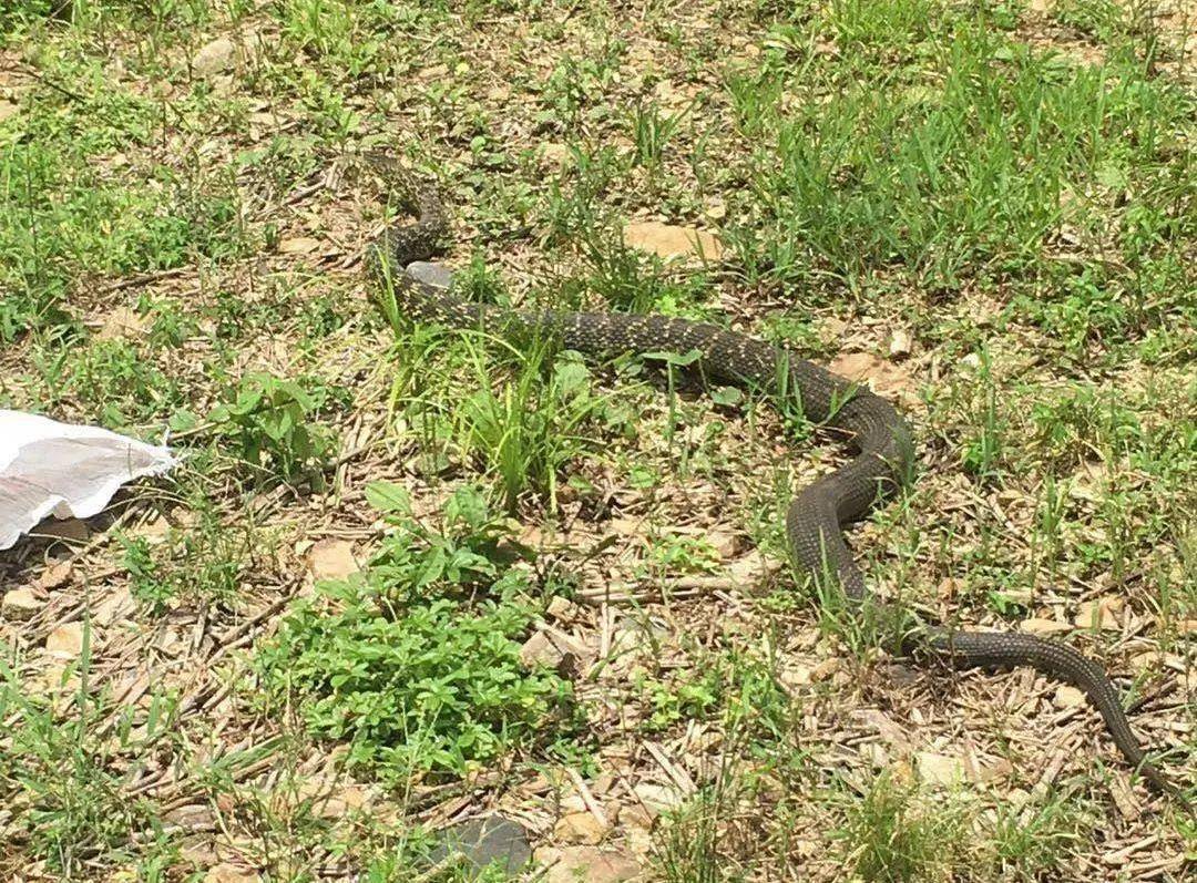 连续两天,多处发现"蛇出没",有一条还跑进人家