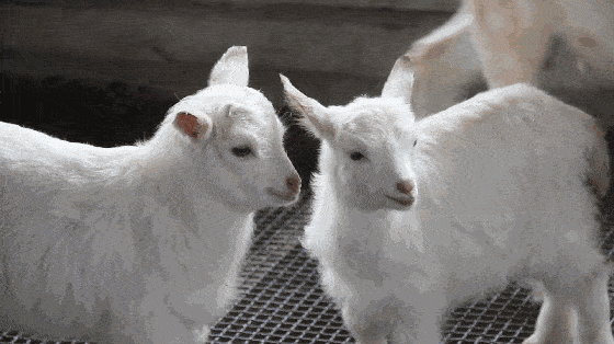 560_314gif 动态图 动图