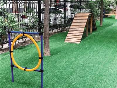 钻圈,爬梯,撒欢儿…… 这家小区 有个宠物专属游乐园