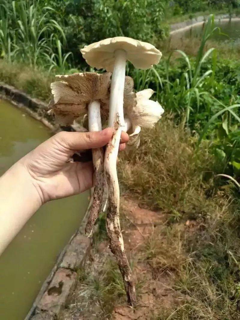 鸡枞菌,三塔菌,地木耳,地瓜.