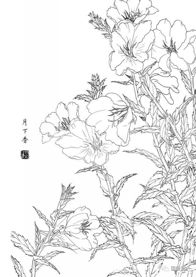 白描花卉写生范本:百花谱