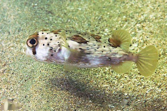 海洋科普1168海洋中的不高兴一生气就炸刺