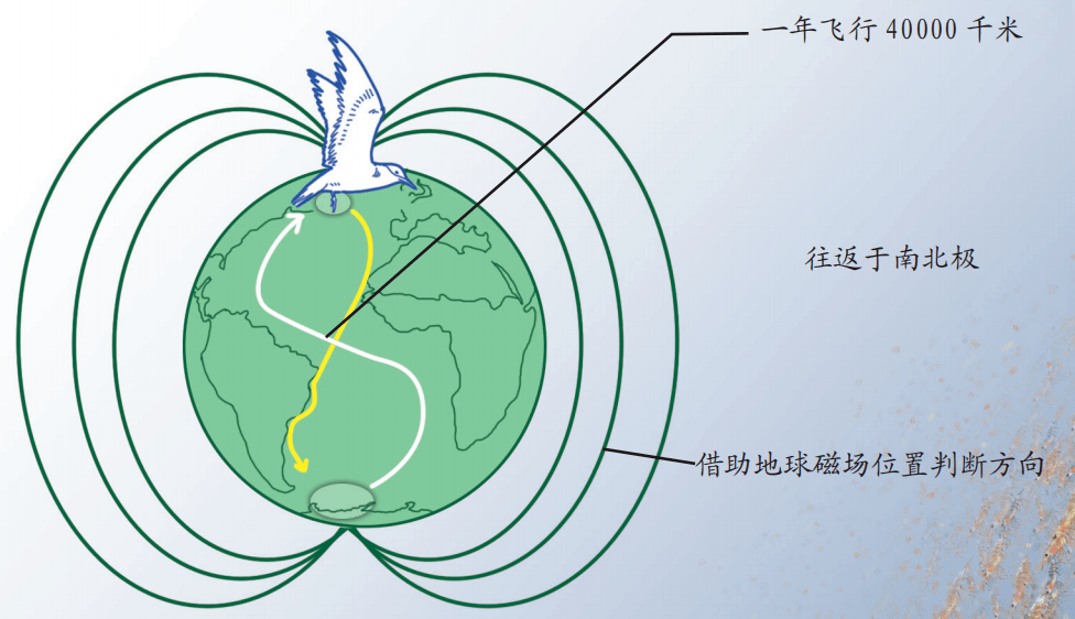 海鸥迁徙路线图片