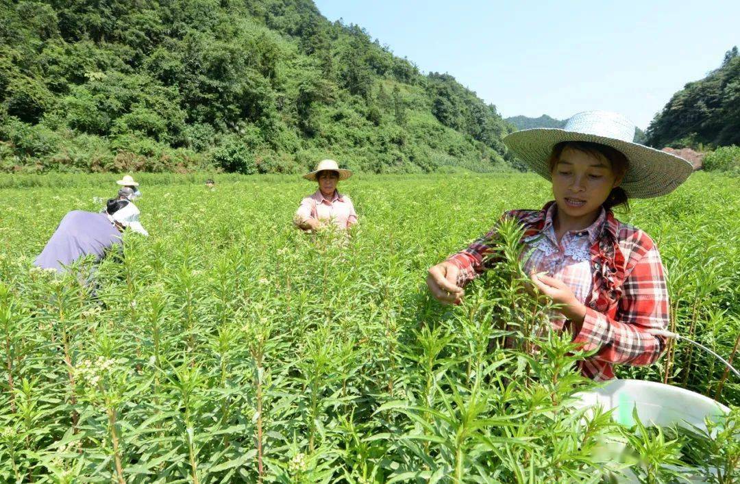 太好了古蔺赶黄草又出名了